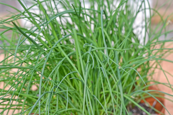 Chives