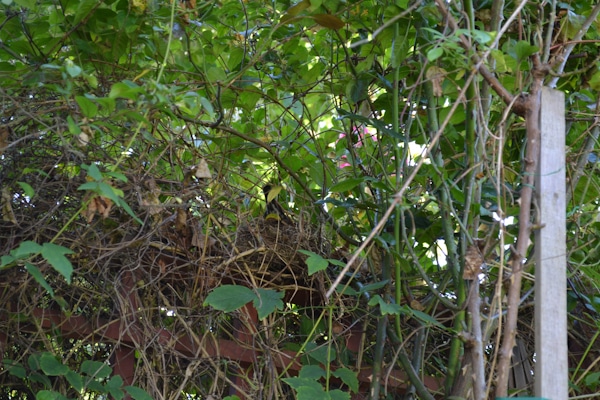 Robin Nest