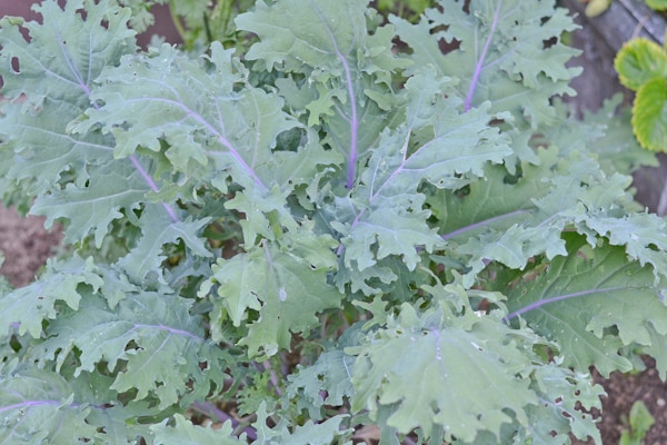 Sauteed Cremini Mushrooms with Red Russian Kale